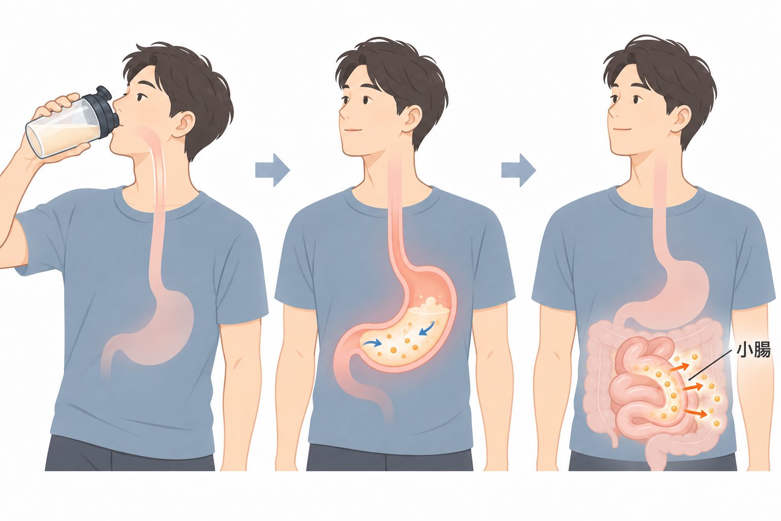 プロテインが胃で分解され腸で吸収されるまでの流れを示す簡易図解