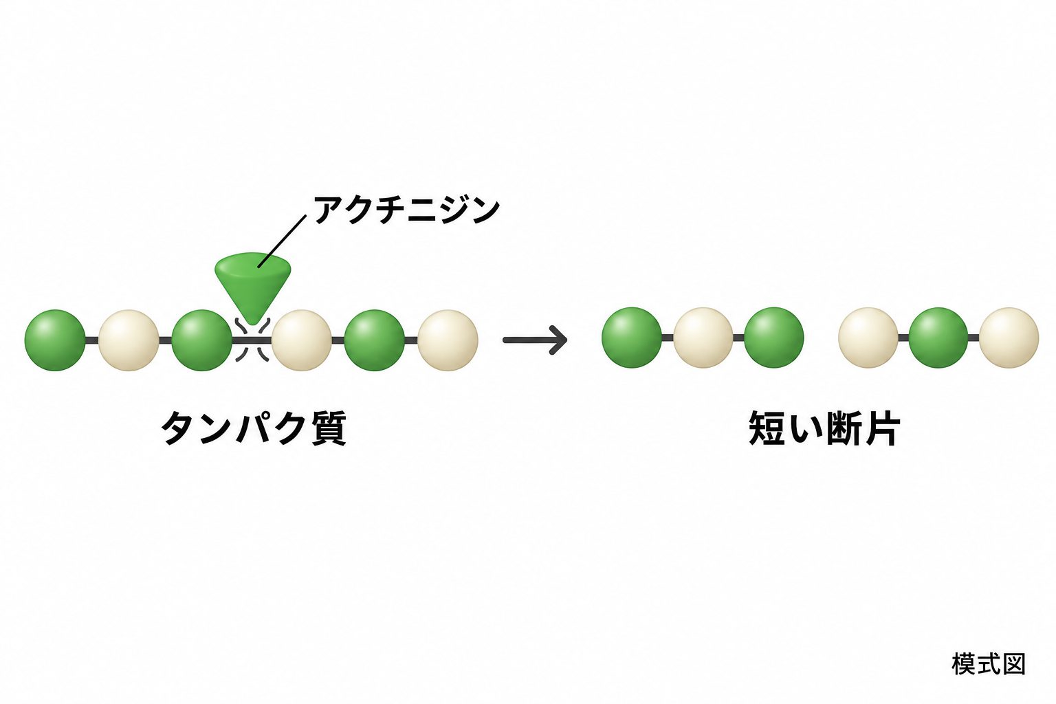 アクチニジンによるタンパク質鎖の切断を6要素から3要素ずつの断片として表す模式図